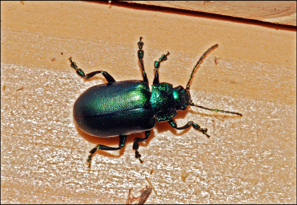 crisomelide tirolese da ident - Oreina sp.